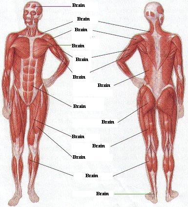 human body diagram. diagram of the human body
